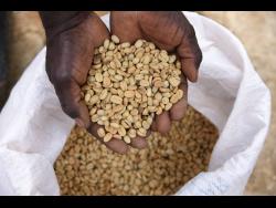 Jamaica coffee commanding smaller share of Japanese market – Jamaica Gleaner