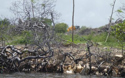 Subverting laws for YIDA is costing the environment: investigation shows – Antigua Observer